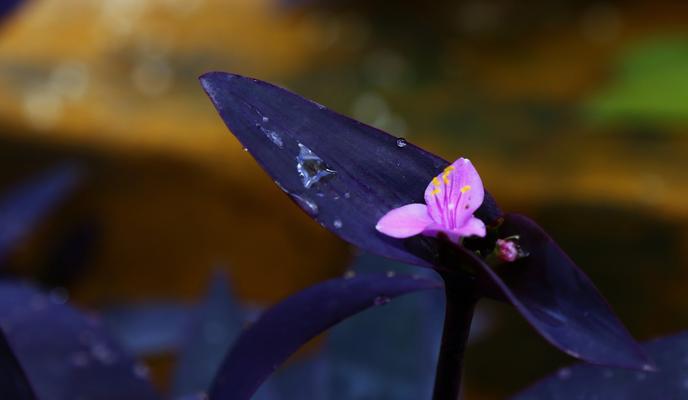 紫竹梅花语——倾听花语，感受自然之美（探寻紫竹梅花的内涵与意义）