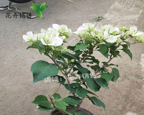 三角梅的剪枝技巧（了解三角梅剪枝的重要性及正确方法）
