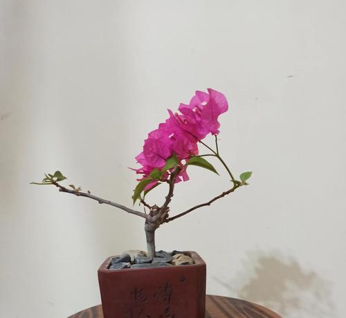 三角梅的剪枝技巧（了解三角梅剪枝的重要性及正确方法）