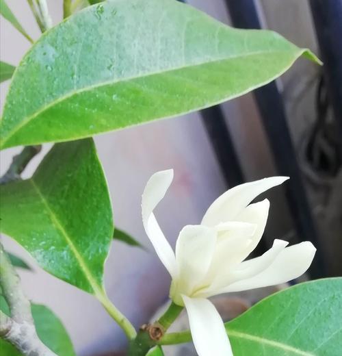 白兰花的花语及其寓意（探寻白兰花的神秘内涵与象征意义）