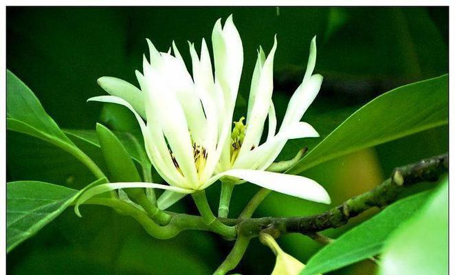 白兰花的花语及其寓意（探寻白兰花的神秘内涵与象征意义）