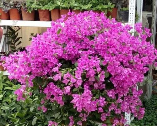 三角梅四季开花，这种植物太神奇了（三角梅花期多久）