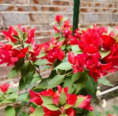三角梅四季开花，这种植物太神奇了（三角梅花期多久）