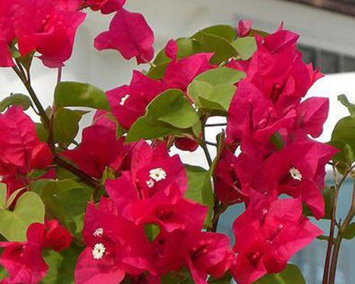 三角梅四季开花，这种植物太神奇了（三角梅花期多久）