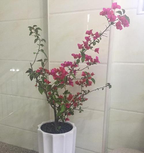 选择最适合三角梅的花盆（如何让你的三角梅更加美丽）