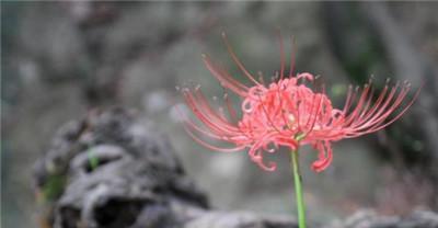 彼岸花的花语及意义解读（探寻彼岸花的神秘与美丽）