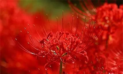 彼岸花的花语及意义解读（探寻彼岸花的神秘与美丽）