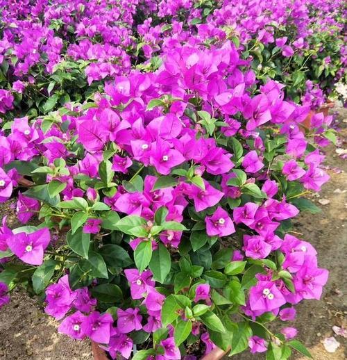 三角梅开花小技巧（怎样快速引发三角梅开花）