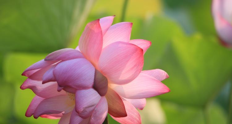 以并蒂莲的象征意义（美丽与坚韧共舞）