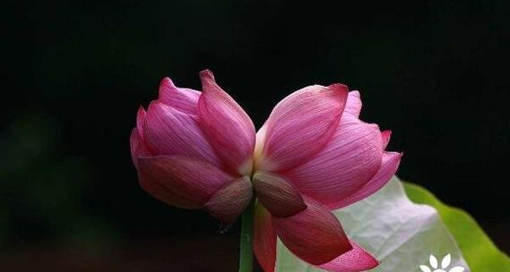 以并蒂莲的象征意义（美丽与坚韧共舞）