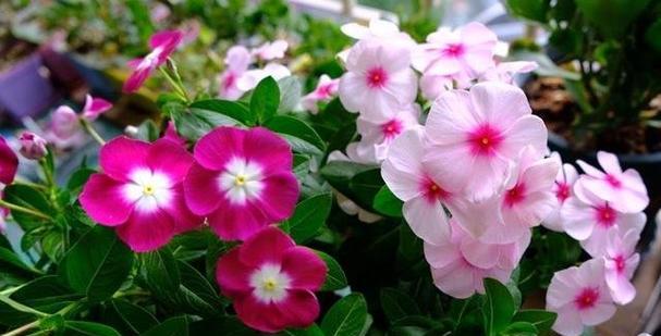 长春花的花语和寓意（探寻长春花的深层含义）
