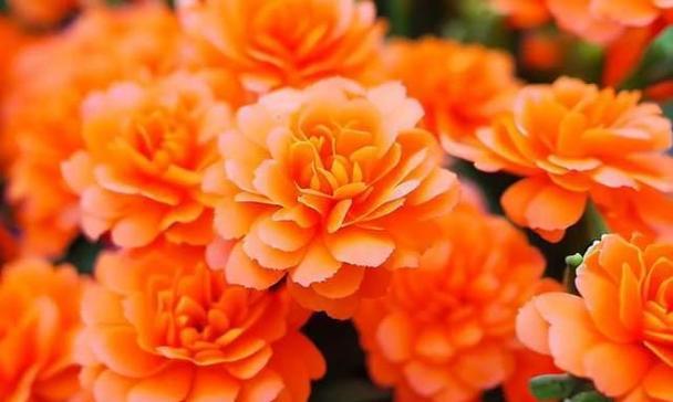 橙色月季花的象征意义及魅力（探索橙色月季花的神秘之处）