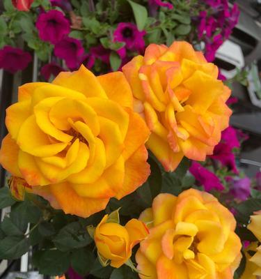 橙色月季花的象征意义及魅力（探索橙色月季花的神秘之处）