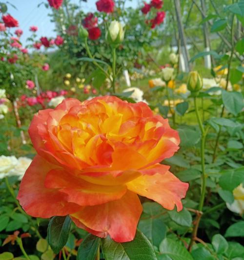 橙色月季花的象征意义及魅力（探索橙色月季花的神秘之处）