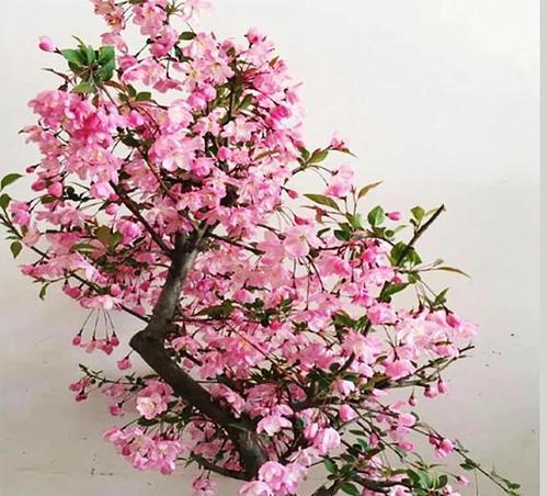 垂丝海棠的花语及意义（探寻垂丝海棠的花语传递和情感共鸣）