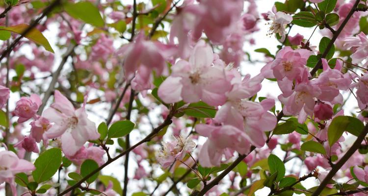 垂丝海棠的花语及意义（探寻垂丝海棠的花语传递和情感共鸣）