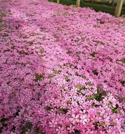 以丛生福禄考花语的寓意（探索福禄考花语的深层含义及其象征意义）
