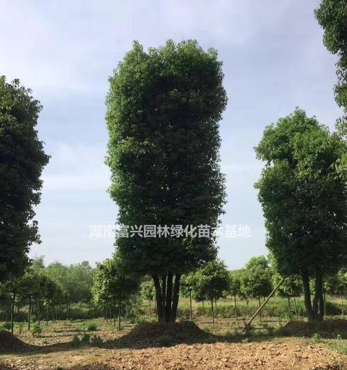 丛生香樟的意义与价值（探寻大自然的奇迹）