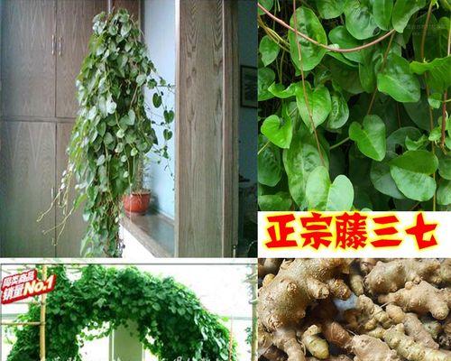 寻访三七的足迹（探索三七的生长环境与特性）