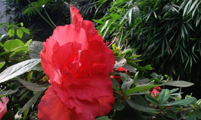 杜鹃花（杜鹃花的特点与象征意义）