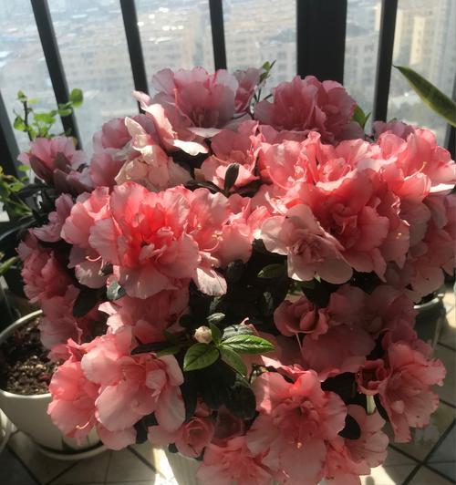 杜鹃花的象征意义（探寻杜鹃花的文化内涵）