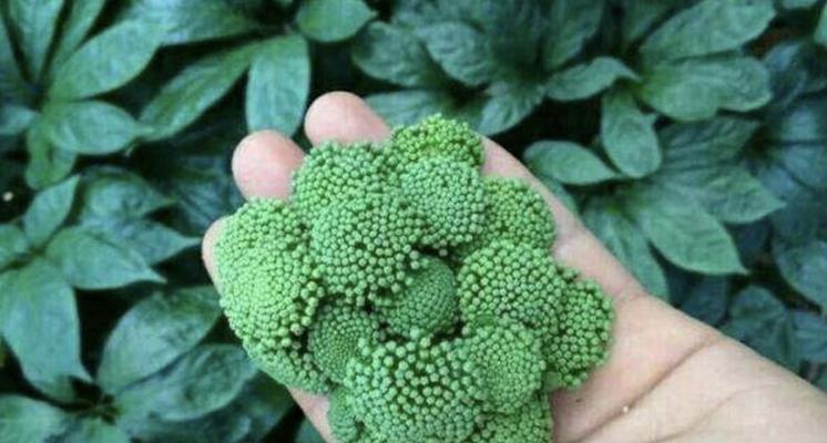三七花的养殖方法（从选种到管理）