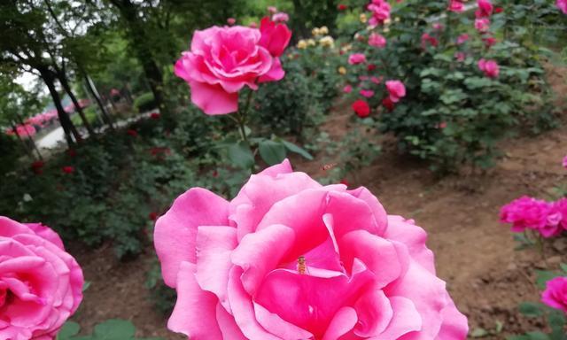 粉色月季花的花语与寓意（揭秘粉色月季花的隐藏寓意）