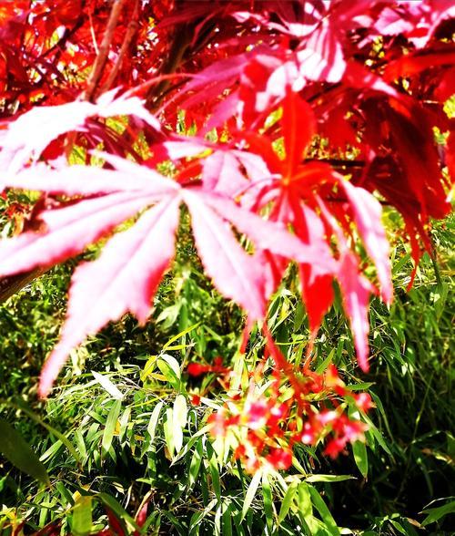 枫叶的花语及其象征意义（颂扬枫叶的芬芳）