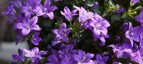 风铃花的花语与美丽之融合（从花语解读风铃花的内涵与魅力）
