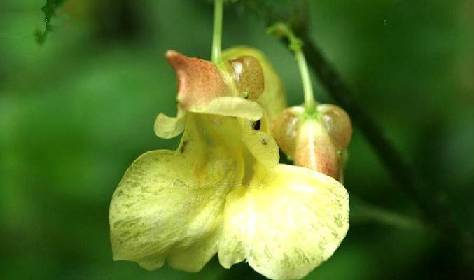 凤仙花（凤仙花的花语及其寓意）