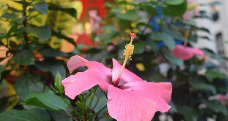 扶桑花的花语（扶桑花）
