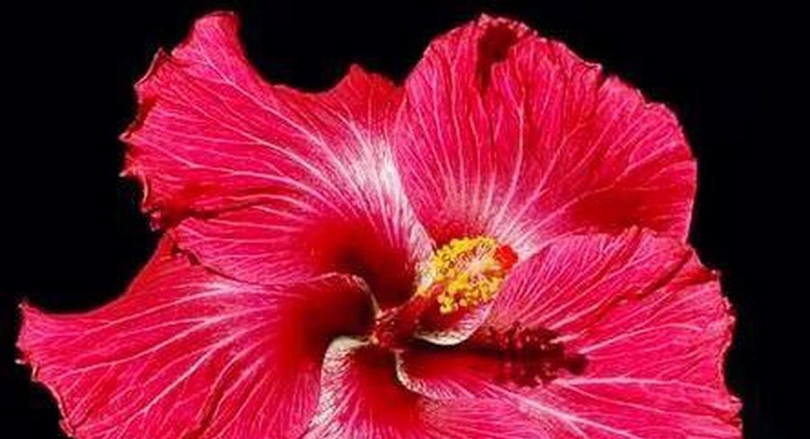 扶桑花的花语（扶桑花）