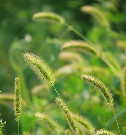 狗尾巴草的花语及其深层寓意（揭示狗尾巴草所传递的丰富情感与心灵启迪）