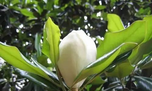 广玉兰花的花语与寓意（探索广玉兰花的神秘内涵）