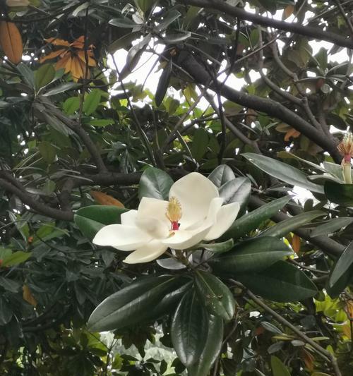 广玉兰花的花语与寓意（探索广玉兰花的神秘内涵）