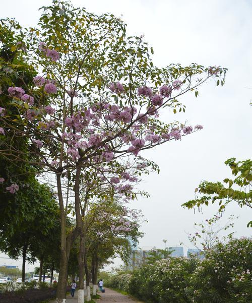 红花风铃木的花语（揭秘红花风铃木的花语秘密）