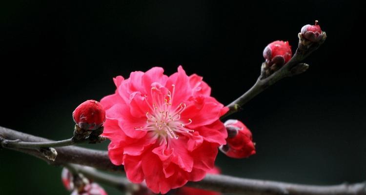 红叶碧桃花的寓意与美丽（探究红叶碧桃花语）