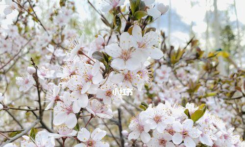 红叶李之花语（探寻红叶李的花语和寓意）
