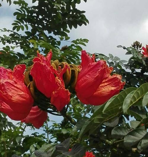探秘三亚市花（三亚市花的品种和文化渊源）