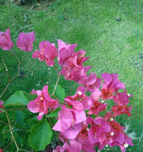 探秘三亚市花（三亚市花的品种和文化渊源）