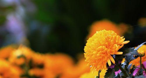 黄菊花的花语（揭示黄菊花的花语和寓意）