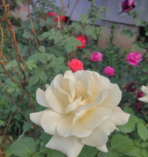 黄色月季花（以黄色月季花语象征与寓意）