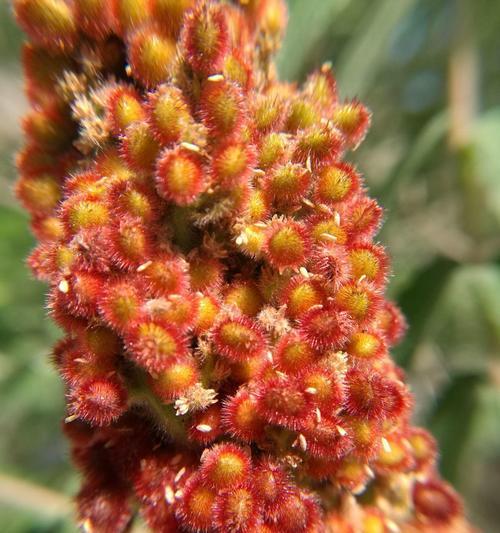 火炬树的花语与象征意义（探寻火炬树的神秘内涵与象征）