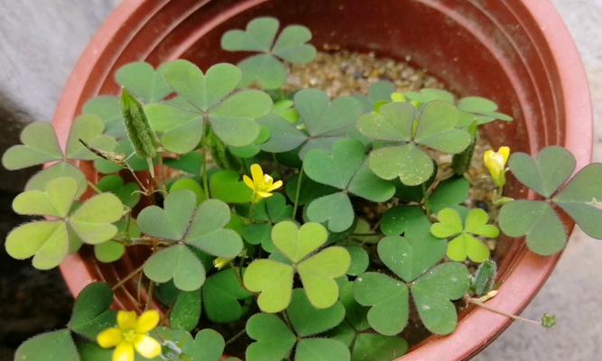 三叶草开花的颜色和特点（探秘三叶草的开花过程及颜色变化）