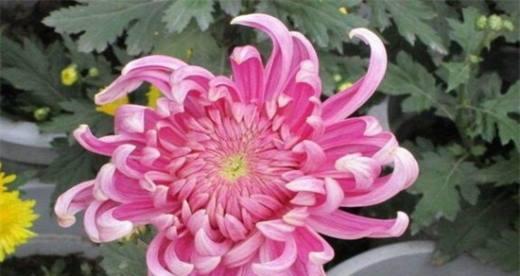 菊花的象征意义与文化价值（揭秘菊花的多重寓意）