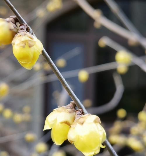 腊梅花（探寻腊梅的花语及其意义）