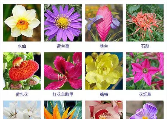 三叶草：喜阳还是喜阴？——解密三叶草的生长环境
