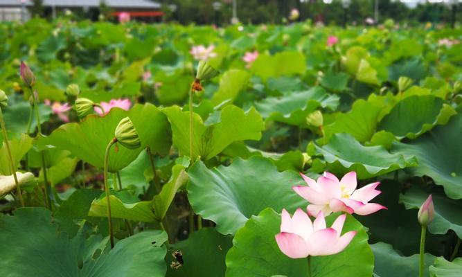 莲花（莲花的象征意义与传承）