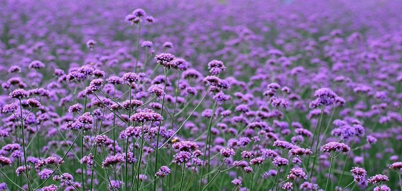 柳叶马鞭草的花语揭秘（探寻柳叶马鞭草的秘密——花语解读）