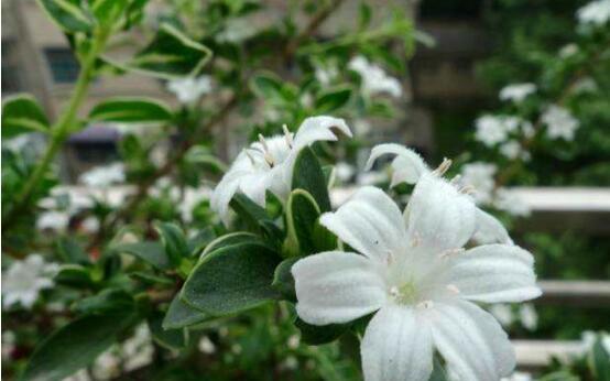 六月雪的花语——幸福与希望的象征（清新如雪的花朵）